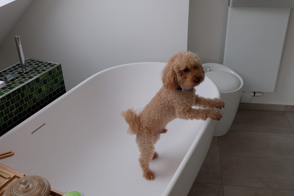 Brauner lockiger Hund steht in einer Badewanne, mit den Vorderfüßen auf der Wannenkante.
